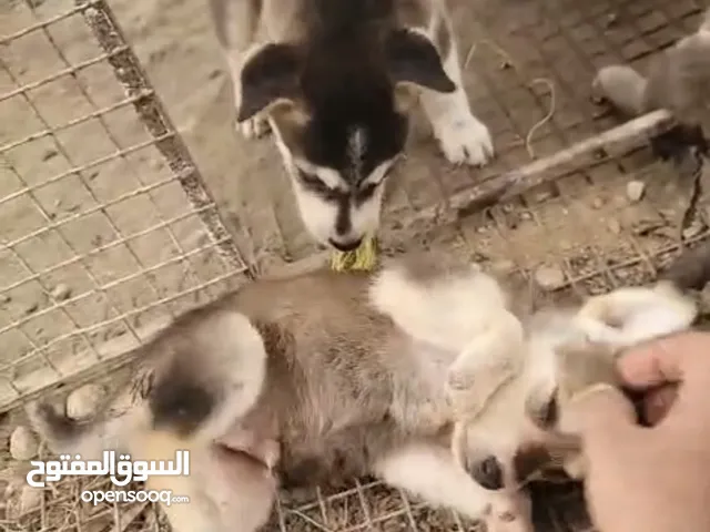 للبيع كلاب هاسكي يصلحو حرسات مكان صلاله العمر 48 يوم مكان صلاله فيه توصيل ع مشتري في حال خارج صلاله