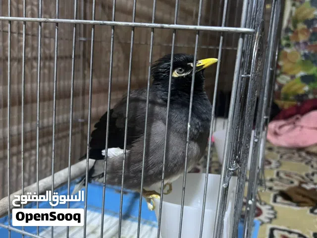 مينه فول كلام