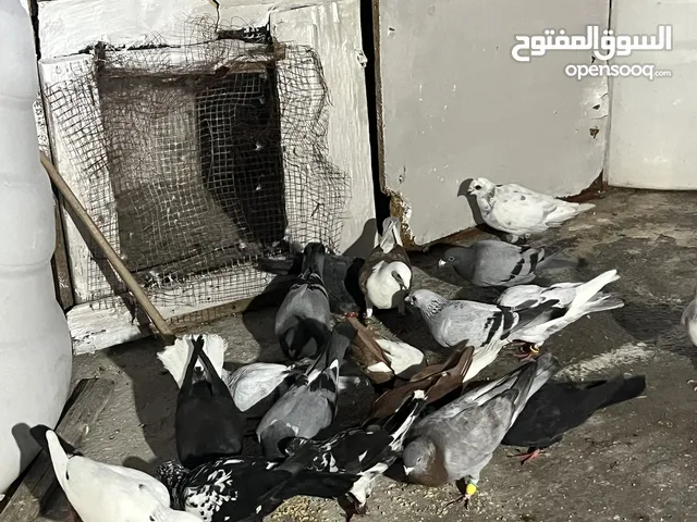 حمام كش وزق البيع لعدم توفر مكان الهم