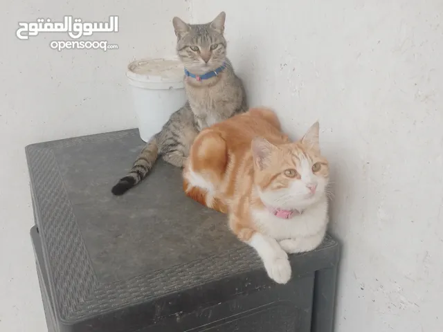 قطط منزليه اليفه تعيش في المنزل