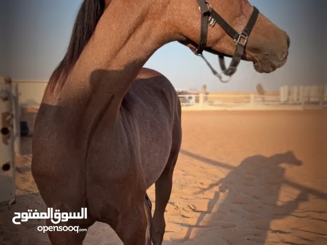 مهر للبيع واهو