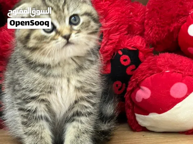سكوتش فولد بسعر خيالي