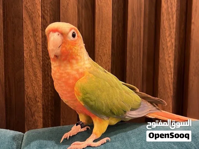 عصفور كنيور