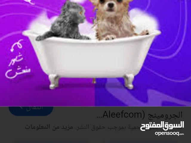 #تدريب كلاب#اقامة #جرومينج#k9