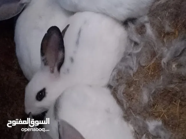 ارانب هجين بابيون
