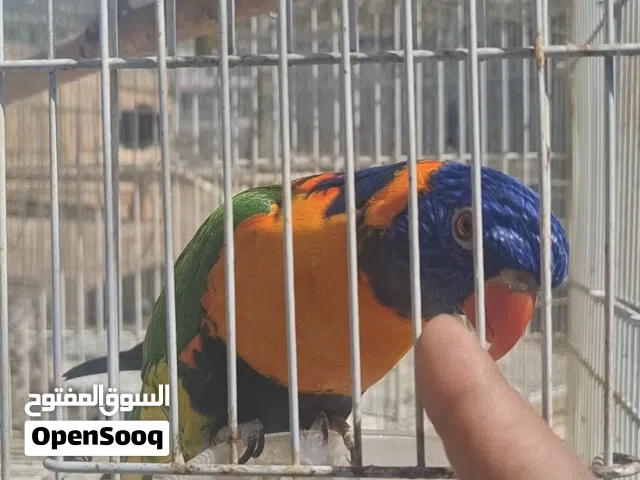 زوج لوري ريمبو  أليف منتج متكلم