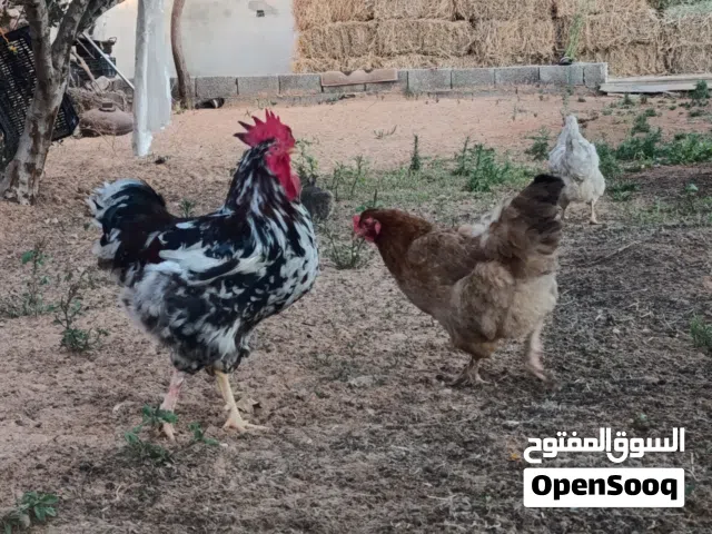 بيض دجاج غليظ