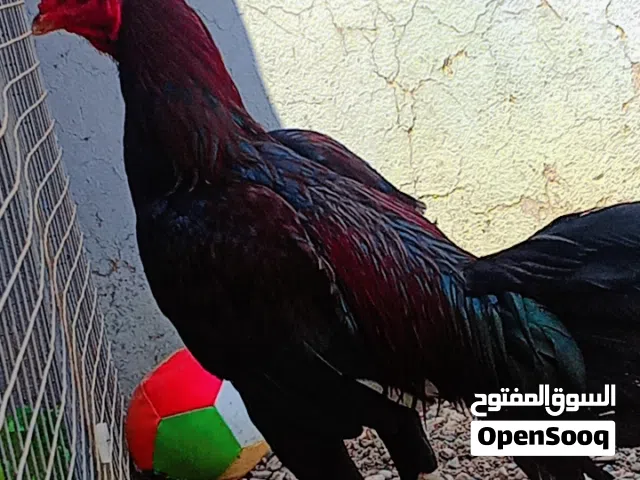 ديك مايشكي من شي