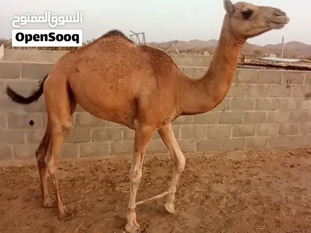 حشوان لبيع