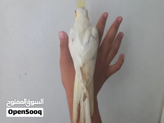 ببغاء كوكتيل مروض فل الحجم جامبو العمر شهرين مفطوم التواصل على الوتساب ببغاء كوكتيل مروض