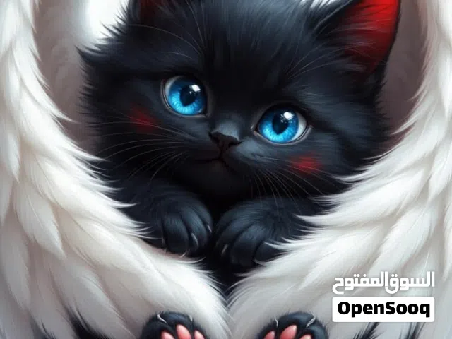متوفر للبيع قطة انثى النوع بريتش "سكوتش ستريت" العمر 3 شهور اللون اورانج
