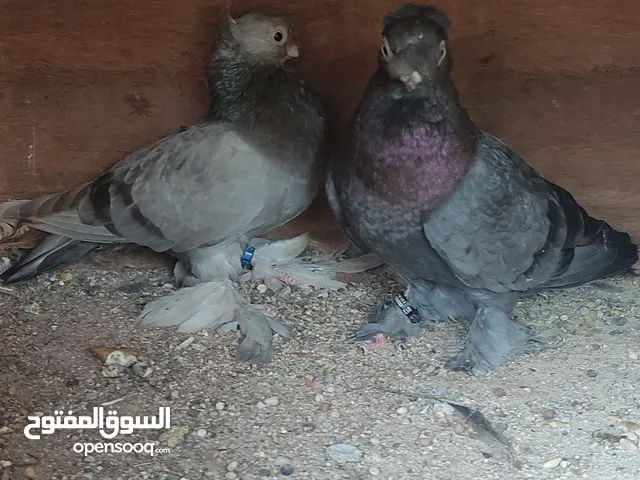 جوز روسي ( اوزبك ) فل كلر مستوى عالي شغالات كفالة شغل / بنسبه لسعر عرض لكم يوم فقط .