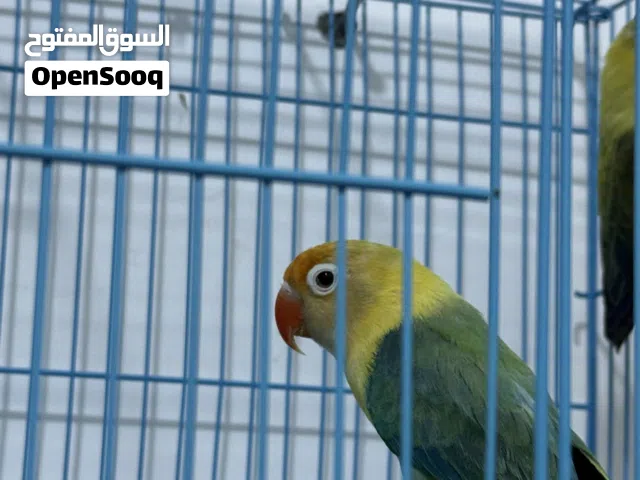 طيور للبيع