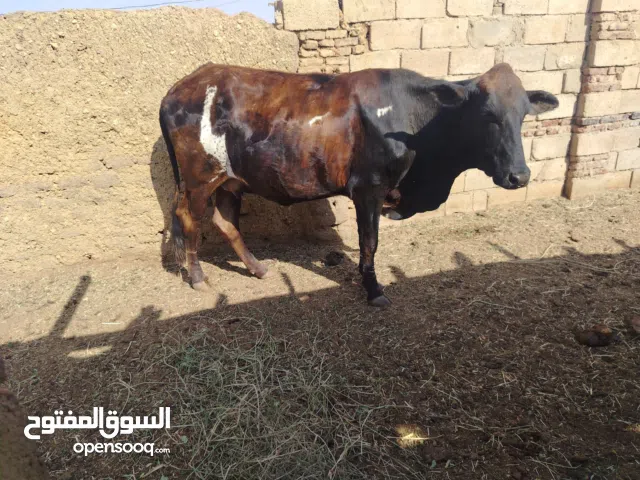 للبيع بقره ام تاني بعاميه