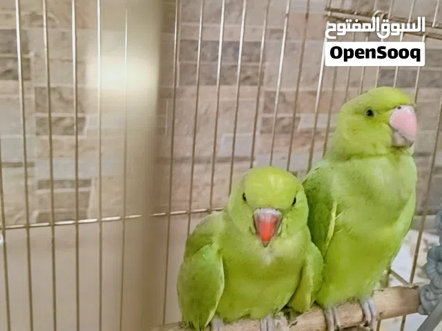 زوج ببغاء اليفات