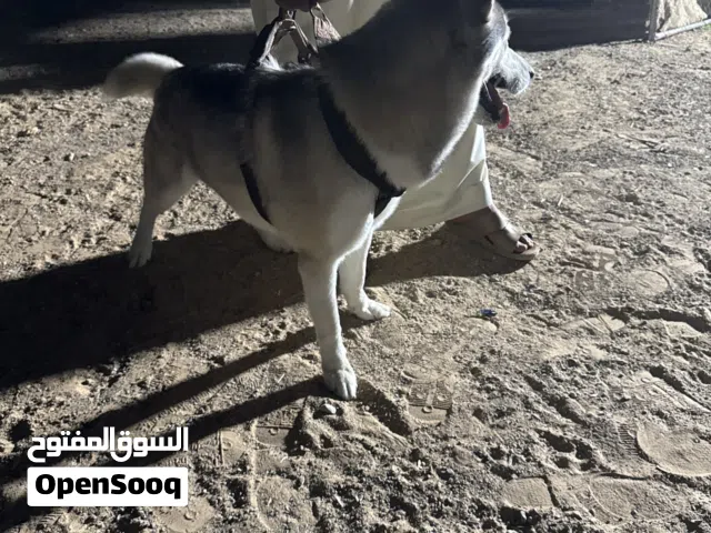 كلب هاسكي بيور