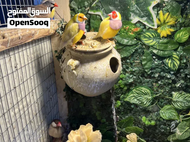 كولدن فنش للبيع
