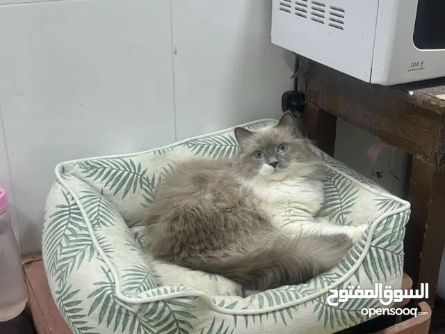 Car for free adoption