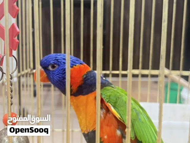 لوري للبيع