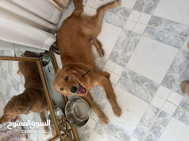 جولدن ريتريفر