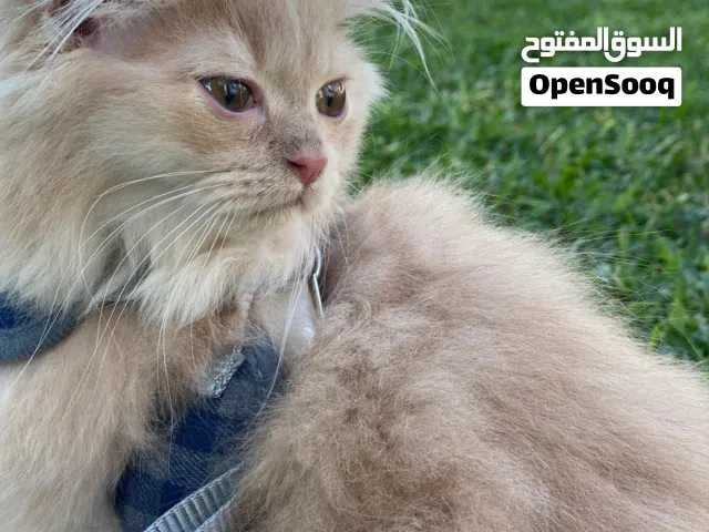 simba available  now