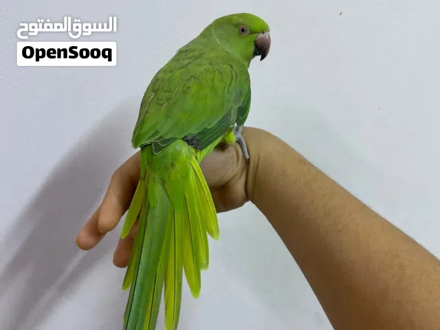 للبيع انثى متو بداية كلام + مفطوم + اليف