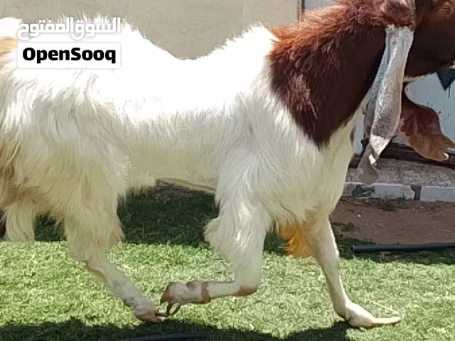 بسم الله ماشاء الله  فحل حجازي السن اول جمع علو ومد وضخامه تبارك الله هايج وساخن