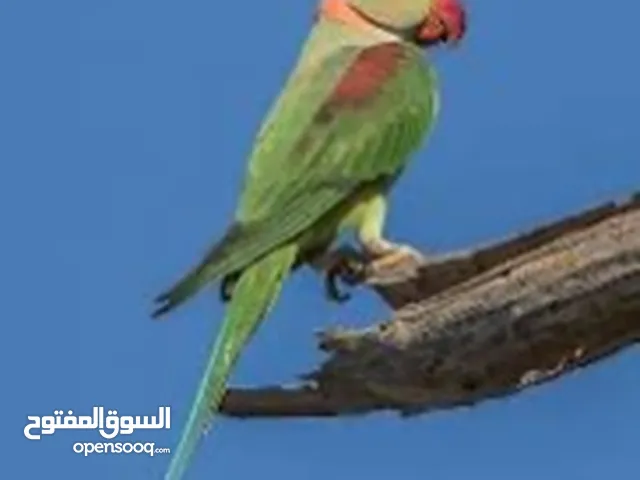 عرض الاسبوع ببغاء كساندرا اليف مميز حمامة  متكلم بطلاقة اقرأ الوصف