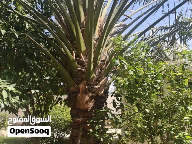 نخل برحي حر للبيع