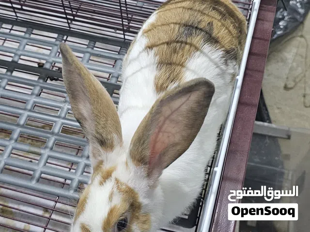 ارانب هولندية الحجم الكبير