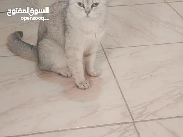 بس نوعية كويسه