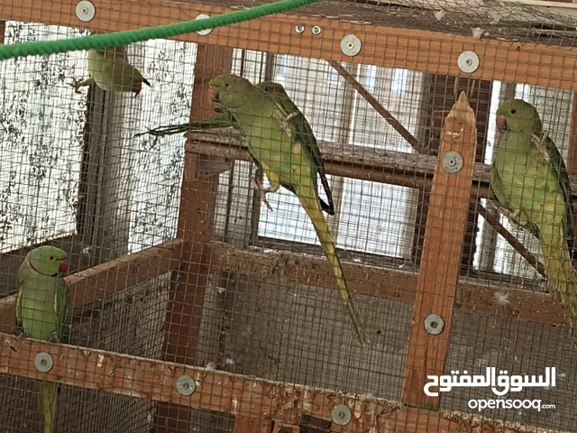 ببغاء ذره للبيع