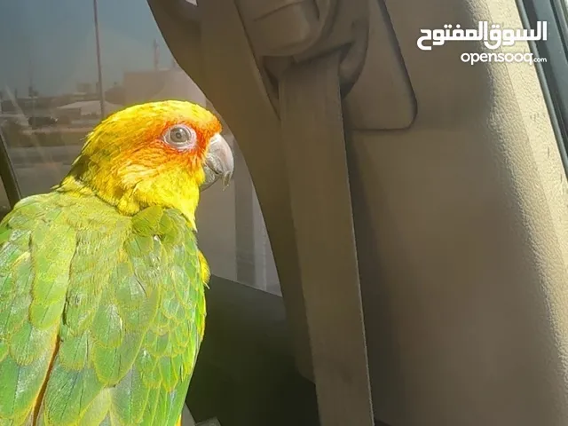 سن كنيور للبيع 70 دينار