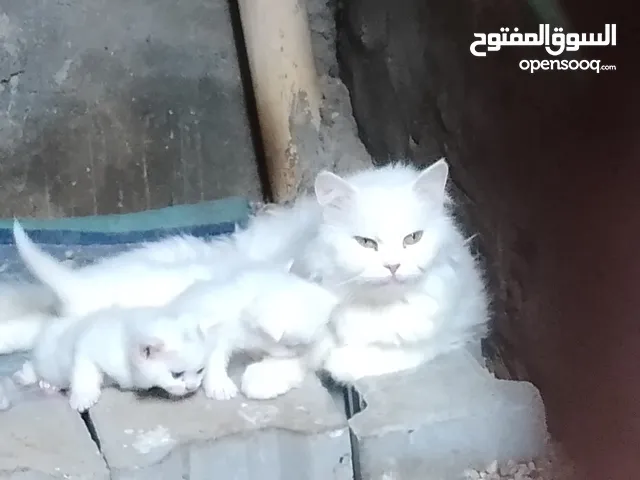 قطه شيرازي مع افراخهه