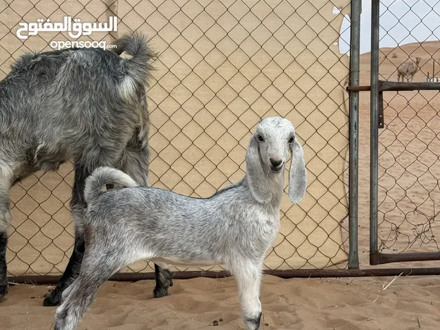 ماعز الراقص أنثى العمر 3 اسابيع