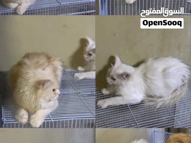 للبيع قطط شيرازي صحتهن زينه
