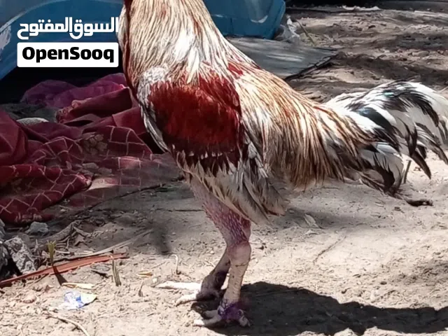 للبيع الجاوا 17 اخر خاكي 15