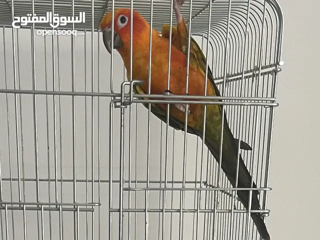 صن كنيور مع القفص