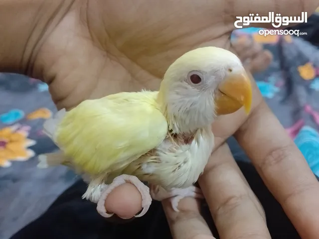 سلام عليكم غندور زق بدايه افطام أليفه ولعوبه تصيحلها تجيك نظيفه وصحه وظخامه ما شاء الله السعر 30 وبي