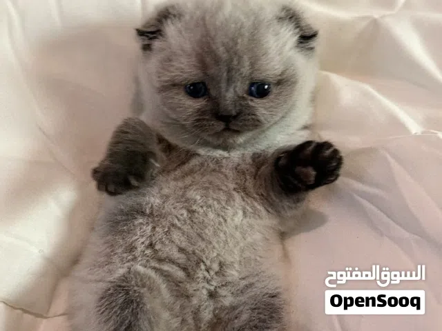 سكوتش فولد هيمالايا (بلو بوينت)
