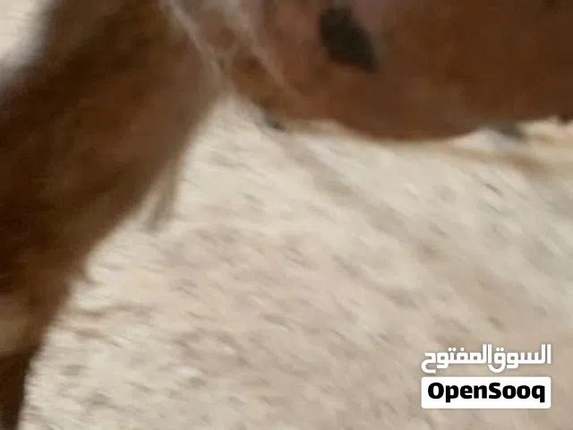 عنزين لحبات حليب كفاله