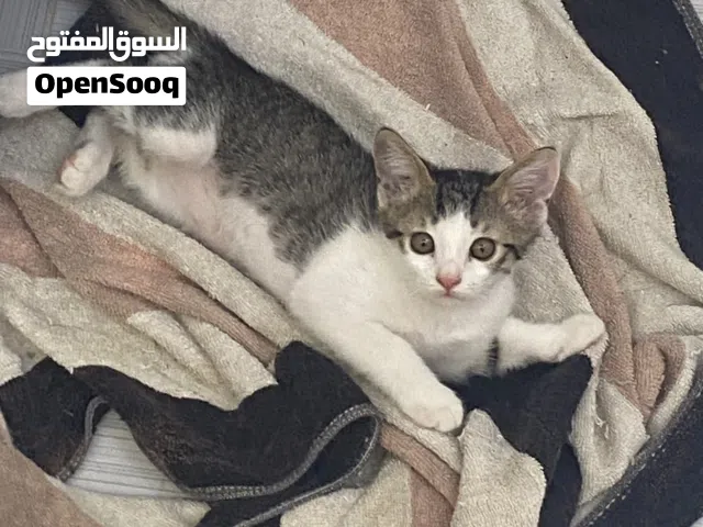 للتبني قطه