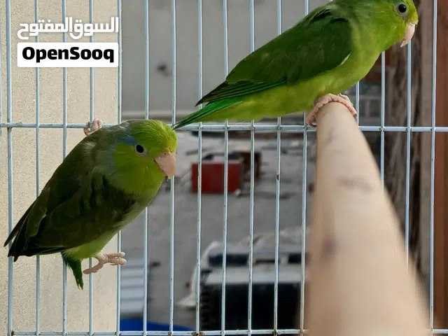 للبيع زوج بارتوليت حجم وصحه ممتازه