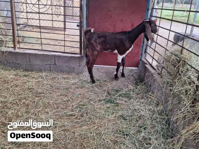 صخله عمرها 8شهور باكستاينه