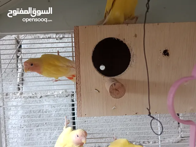 big cage with 4 lotino red eyes lovebirds