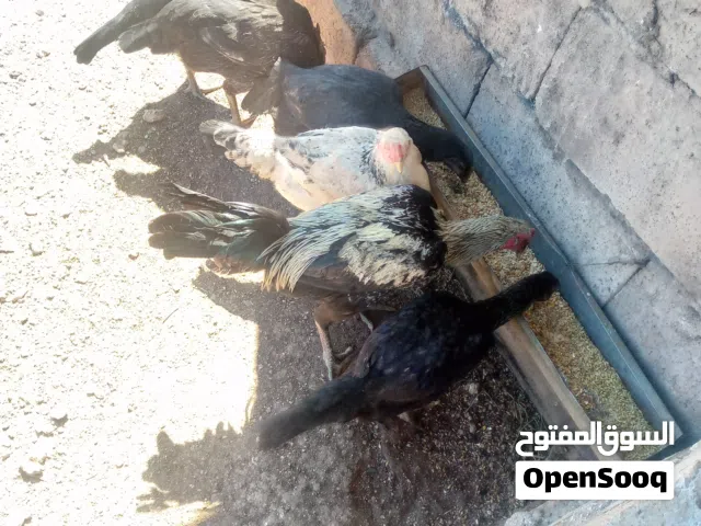 دجاج باكستاني للبيع