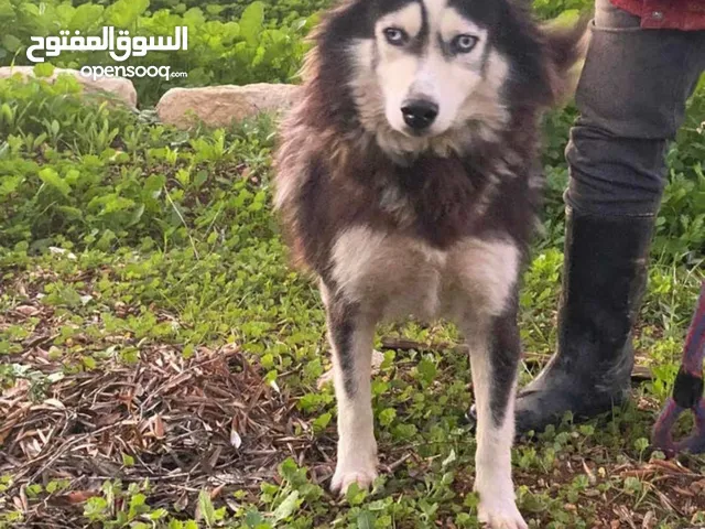 كلبة هاسكي طالبة تزاوج