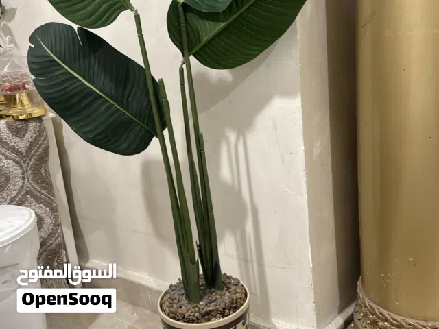 لوحه بارزه وزرع وزهريه