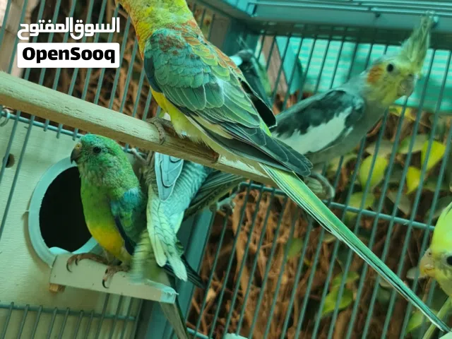 جوز درام للبيع