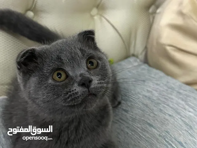 قطط سكوتش فولد وبرتش شورت هير